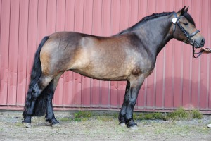 premiering norrbotten 043 Meja