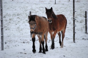 Avvänjning av föl 038 Brorsan och Unis