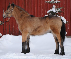 Brorsan Brorsan